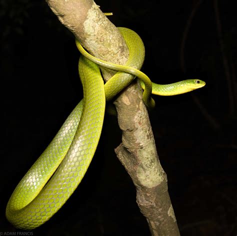 香港蛇|辨認蛇類 — HongKongSnakeID.com